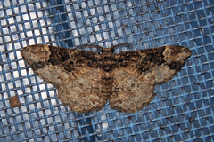 Parapholodes fuliginea