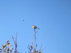 Serinus canaria canaria