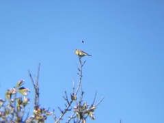 Serinus canaria canaria