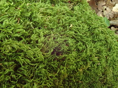 Plasteurhynchium striatulum