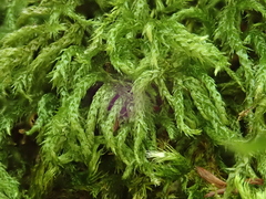 Plasteurhynchium striatulum