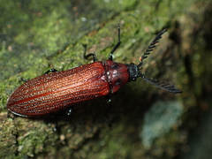 Callirhipidae