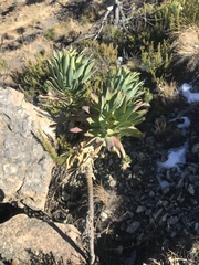 Euryops evansii