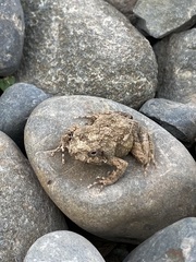 Engystomops pustulatus