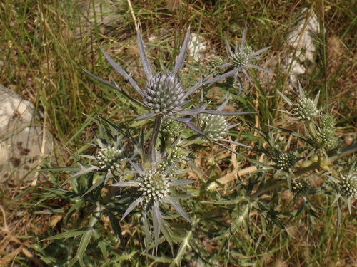 Plavi kotrljan (Eryngium amethystinum)