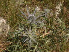 Eryngium creticum