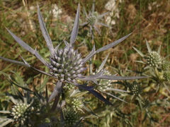 Eryngium creticum