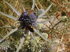 Eryngium creticum