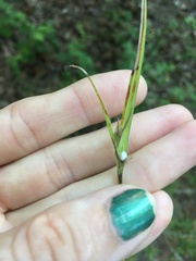 Scleria oligantha