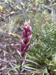 Castilleja raupii
