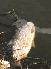 Prochilodus lineatus