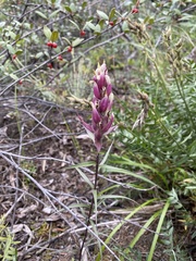 Castilleja raupii