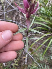 Castilleja raupii