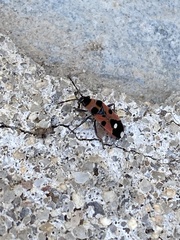 Horvathiolus superbus