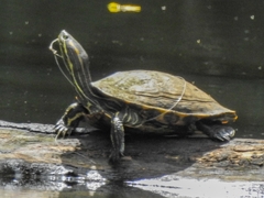 Trachemys grayi