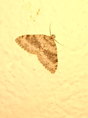 Coenotephria ablutaria