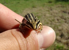 Leptodactylus gracilis
