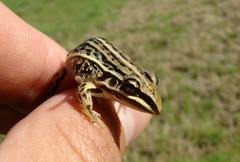 Leptodactylus gracilis