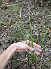 Scleria oligantha