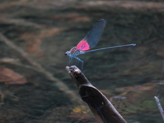 Archineura incarnata