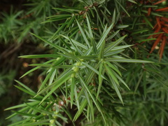 Juniperus deltoides