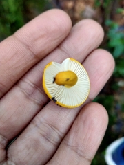 Russula flavida