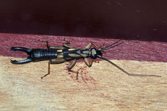 Pygidicranidae