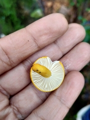 Russula flavida