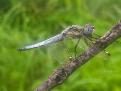Palpopleura deceptor