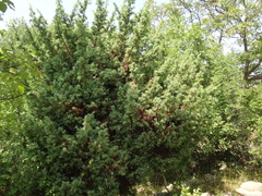 Juniperus deltoides