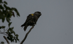 Poicephalus rueppellii