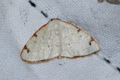 Microxydia orsitaria