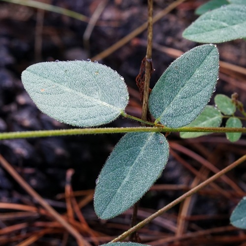 Image of Desmodium grahamii by (c) Andrew Tree, some rights reserved (CC BY)