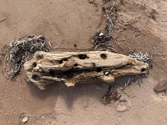 Zirfaea crispata