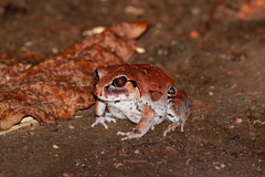 Sphaerotheca dobsonii