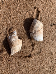 Zirfaea crispata