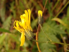 Hieracium prenanthoides