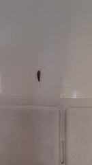 Ctenolepisma longicaudatum