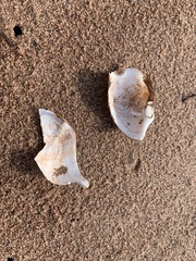Zirfaea crispata