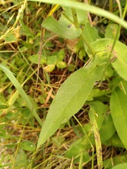 Hieracium prenanthoides