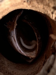 Zirfaea crispata