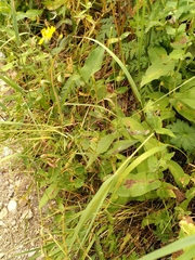 Hieracium prenanthoides