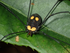 Eusclera aureomaculata