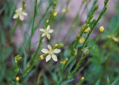 Linum neomexicanum