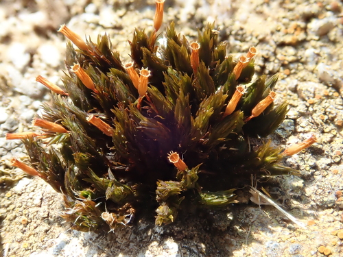 bochník odchylný (Orthotrichum anomalum)