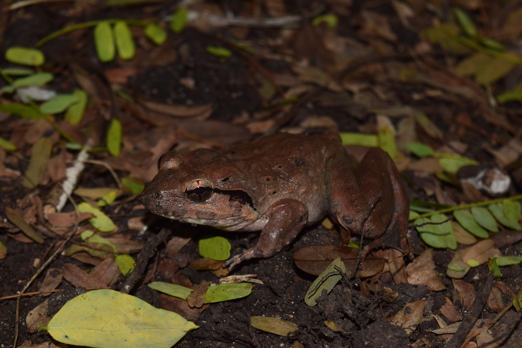 Nusa Tenggara Wart Frog