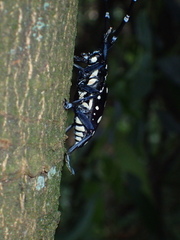 Anoplophora imitator