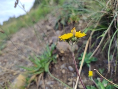 Pilosella lactucella