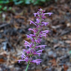 Agastache pallidiflora