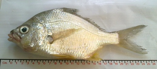 Peruvian mojarra (Diapterus peruvianus) — Gerreidae — 5